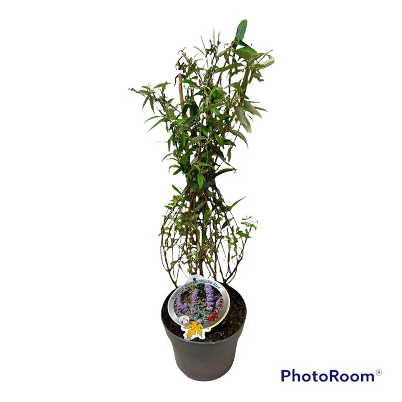 Buddleja d. 'Nanho Blue' - C3 50-60 CM